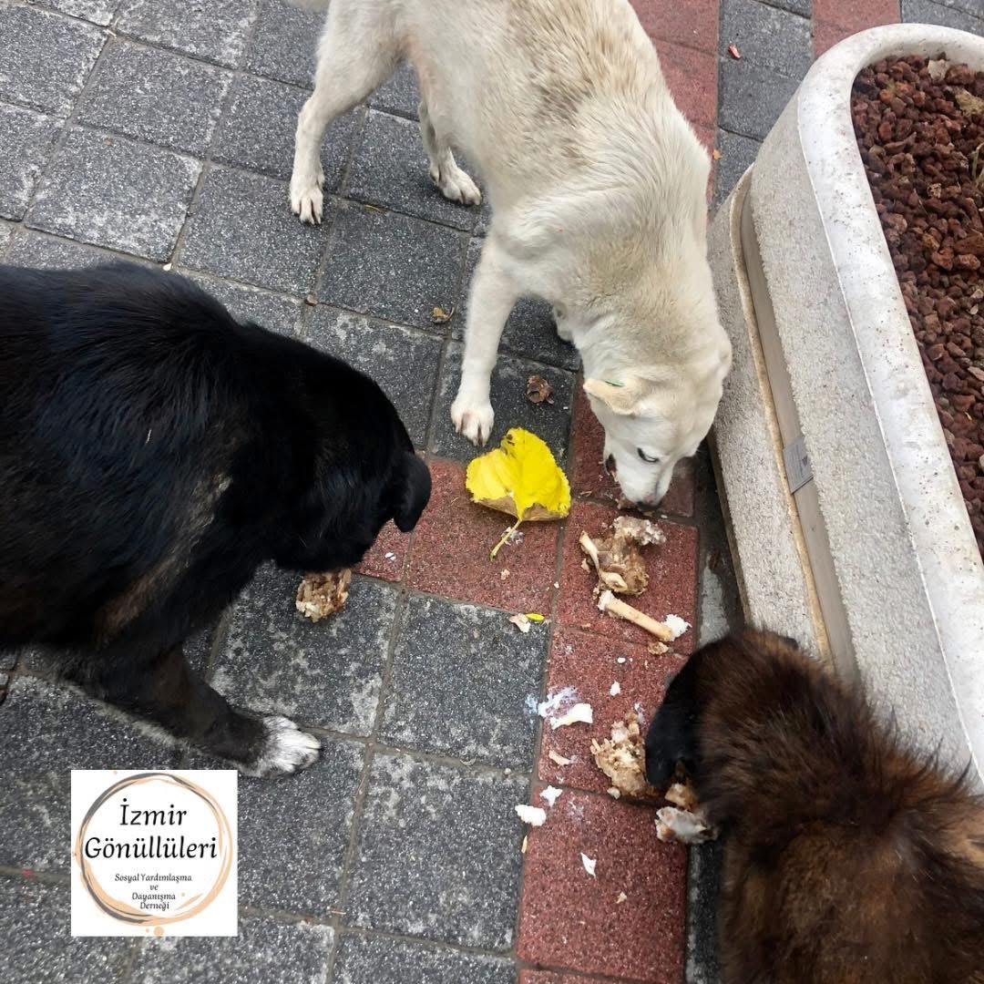 Sokak Hayvanlarının Tedavisi ve Korunması